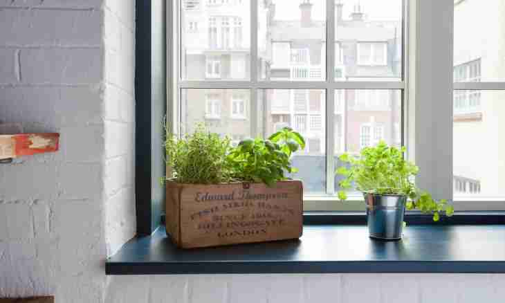 How to grow up greens on a windowsill